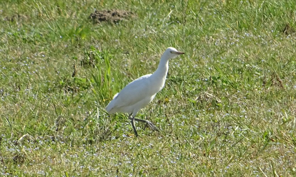 Bubulcus ibis - (airone guardabuoi)
